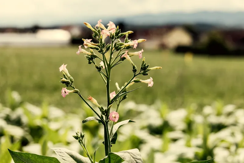 Tabakblüte