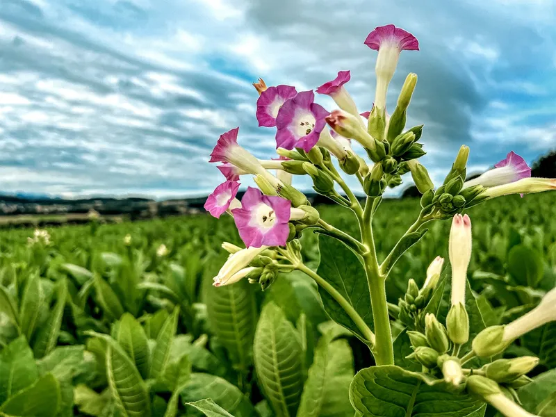 Tabakblüten