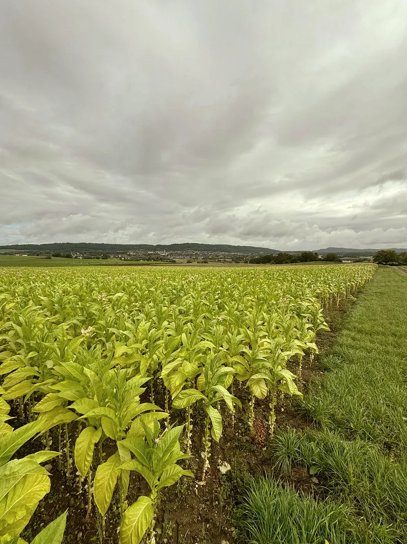 Tabakfeld panorama hügel