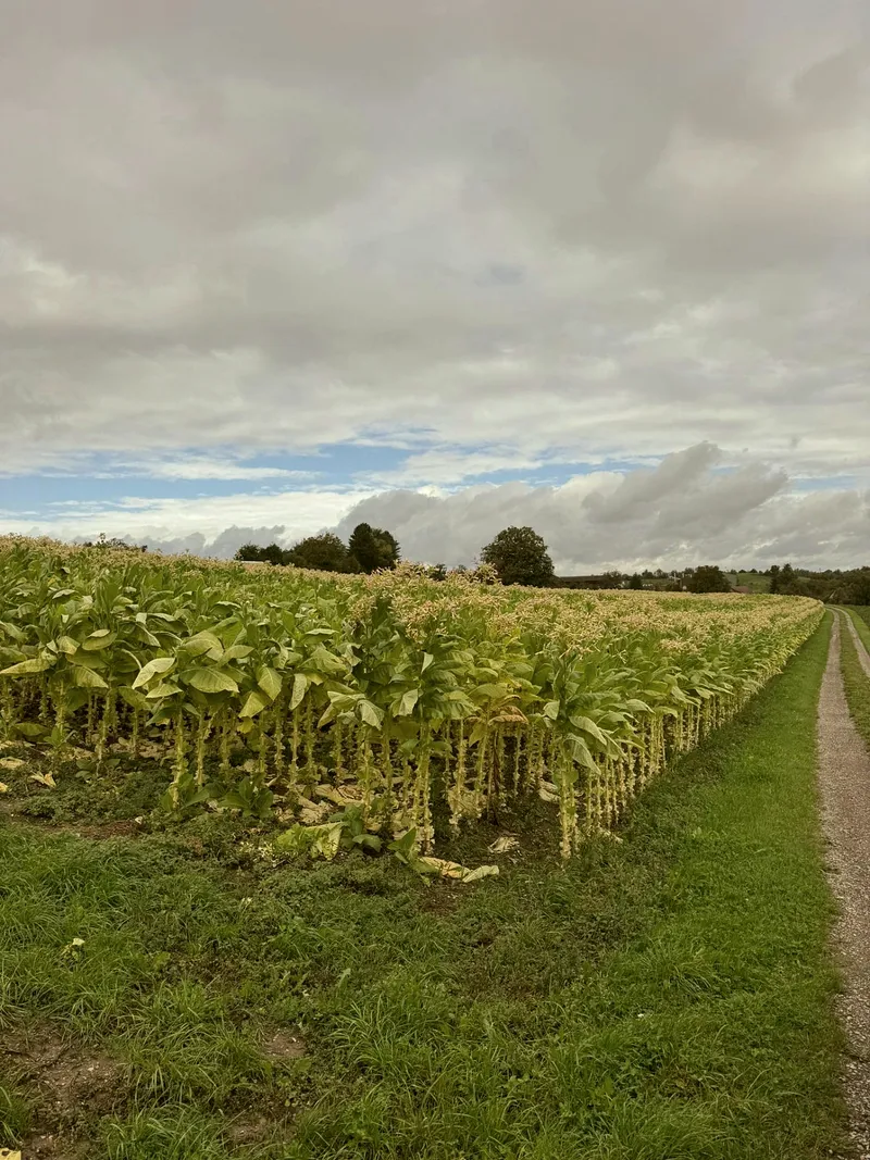 Tabakfeld feldweg blüten