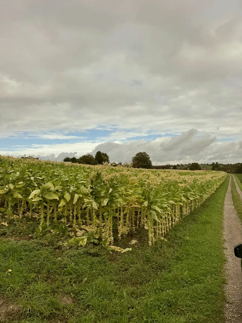 Tabakfeld weg perspektive