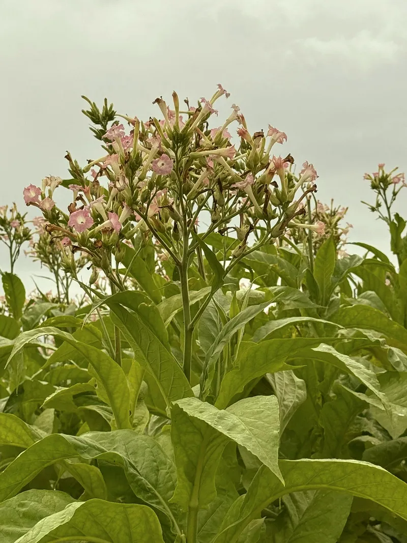 Tabakblüte krone detail