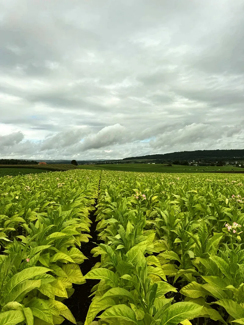 Tabakfeld blüte panorama