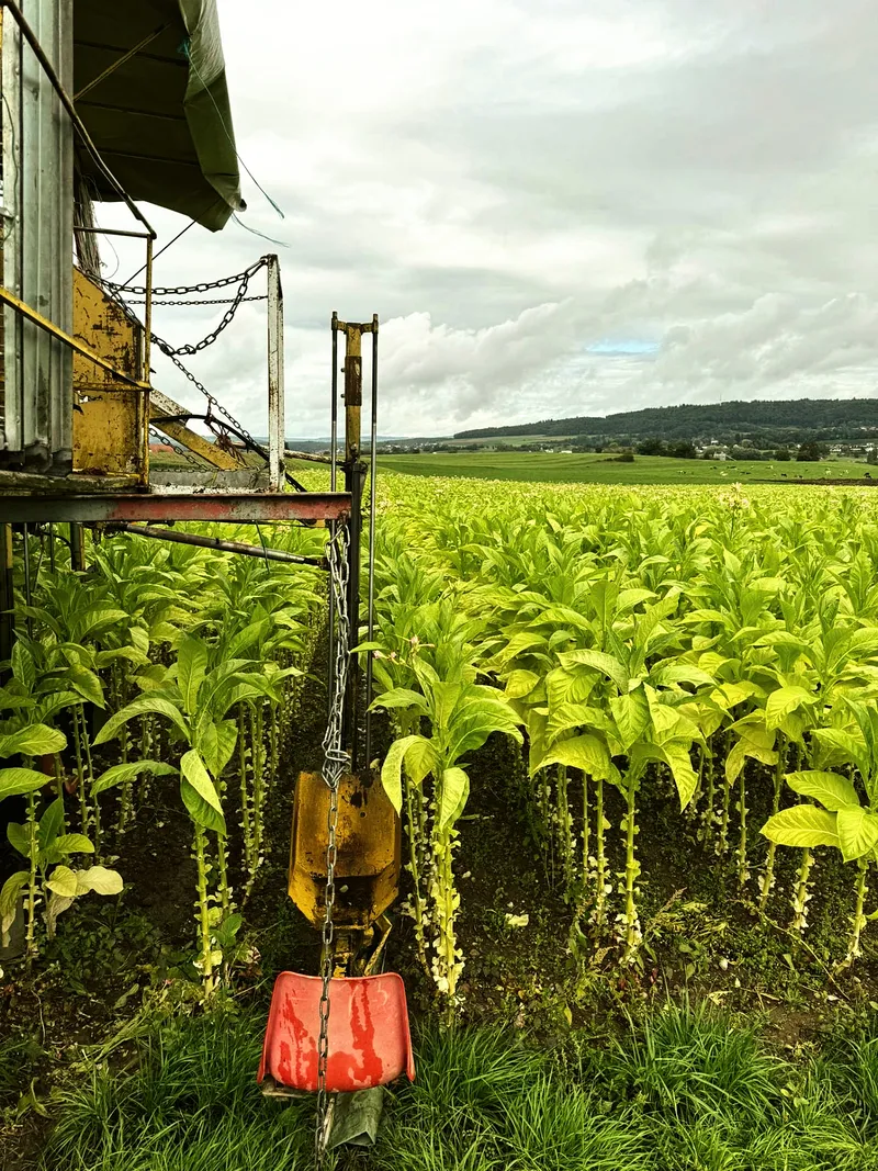 Erntemaschine am feldrand