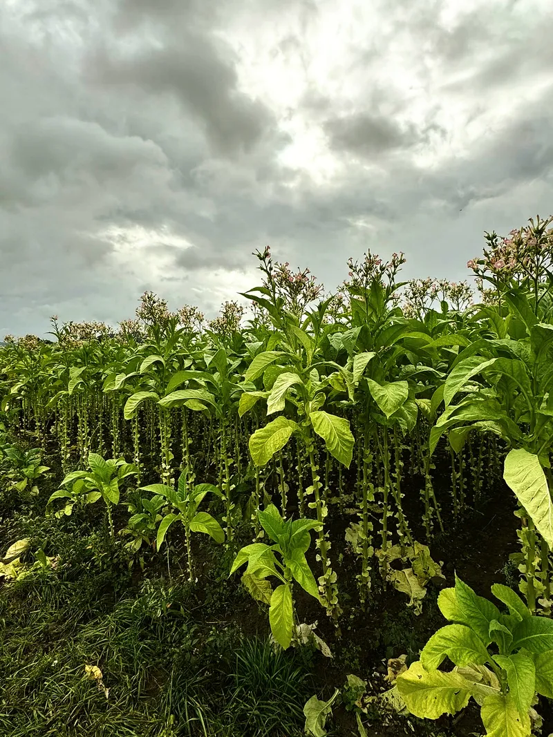 Blütenwand vor wolken