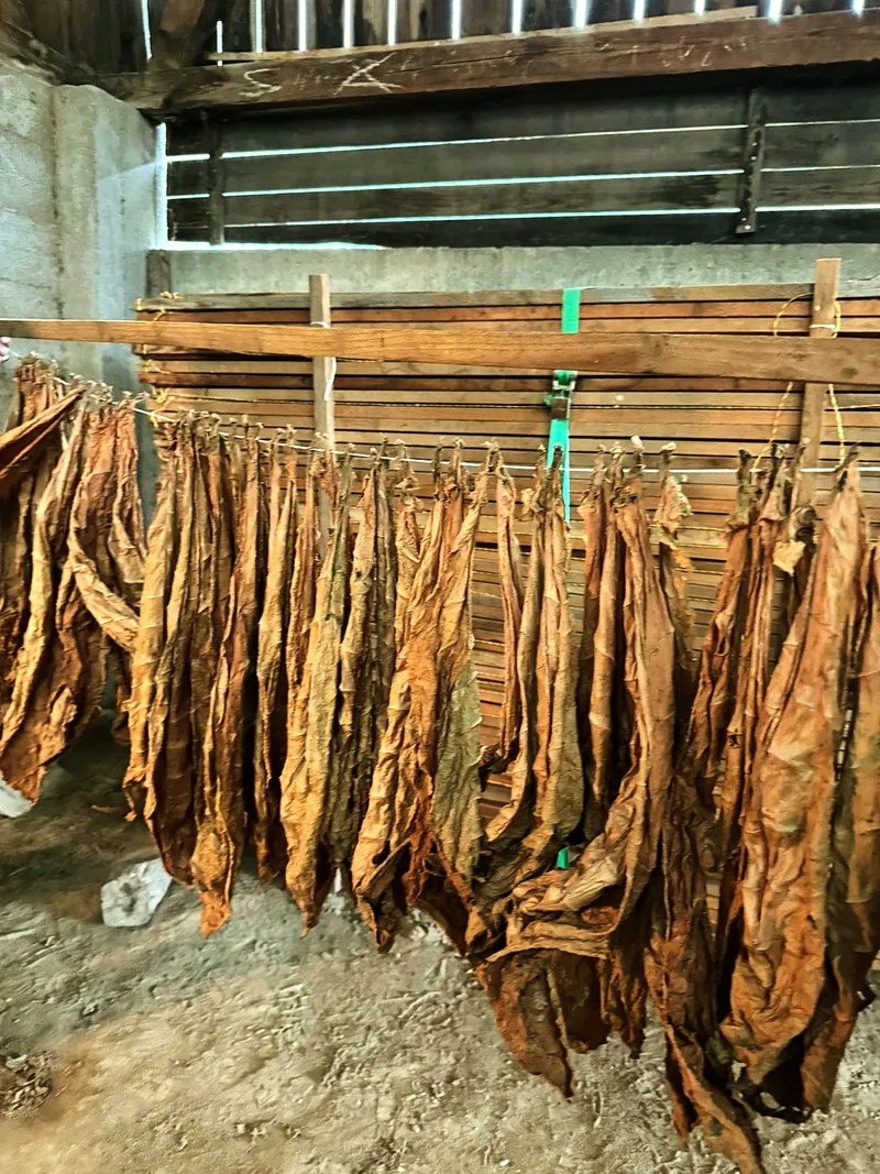 Braune blätter scheunenwand