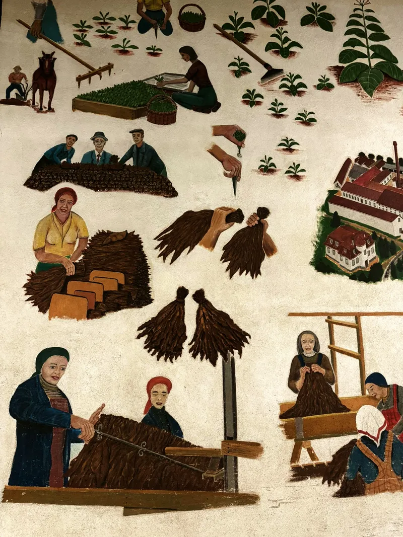 Wandbild tabakprozess übersicht