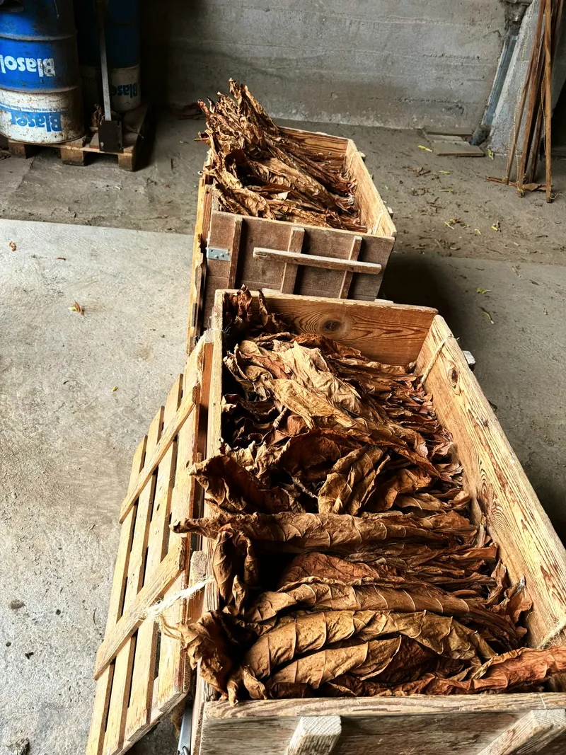 Fermentationskisten trocken