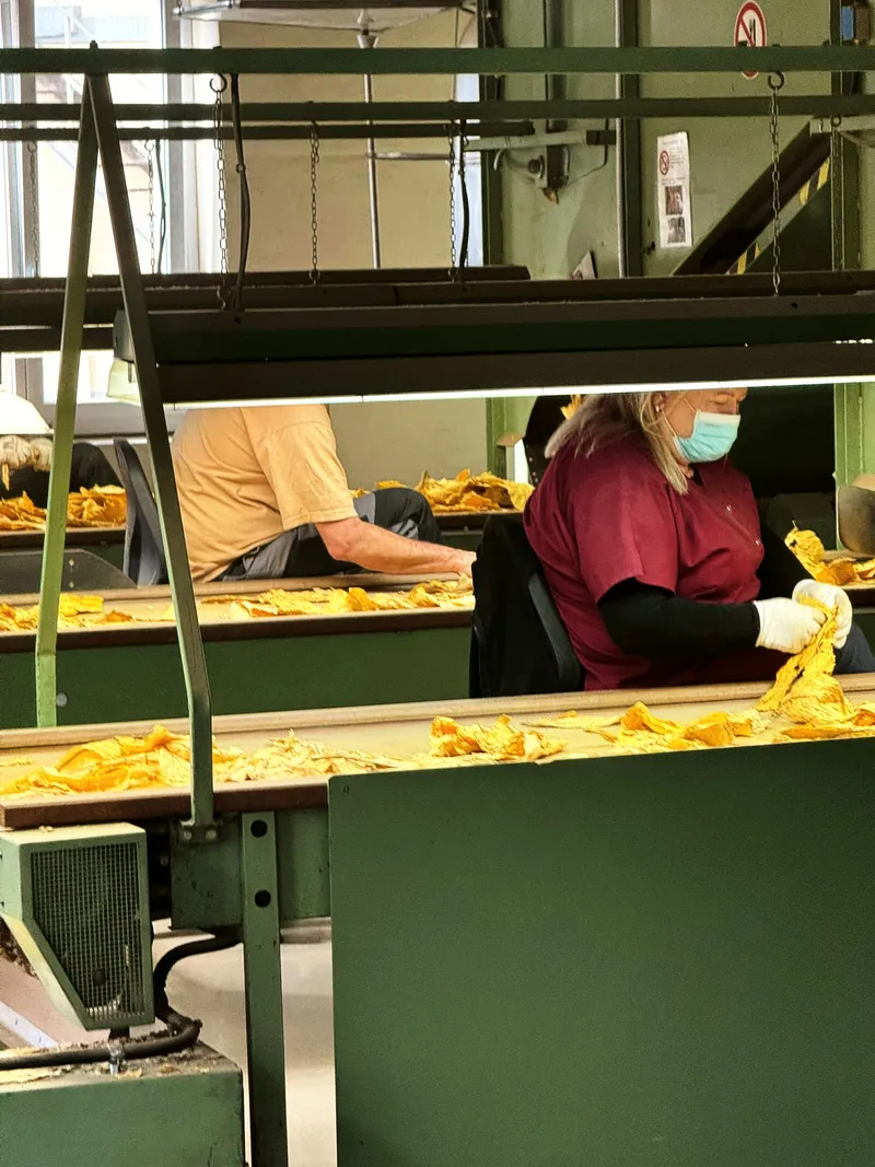 Sortiertisch arbeiterin gelb