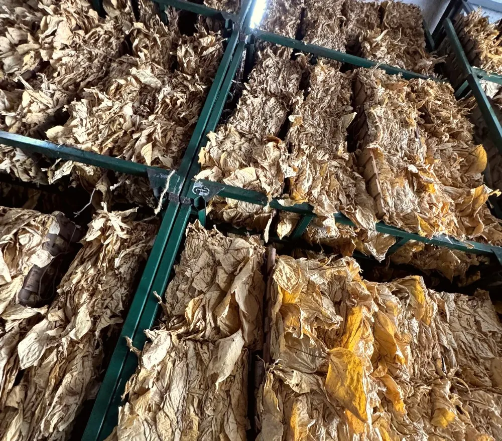 Burley aus der Schweiz - eine Sorte mit Charakter
