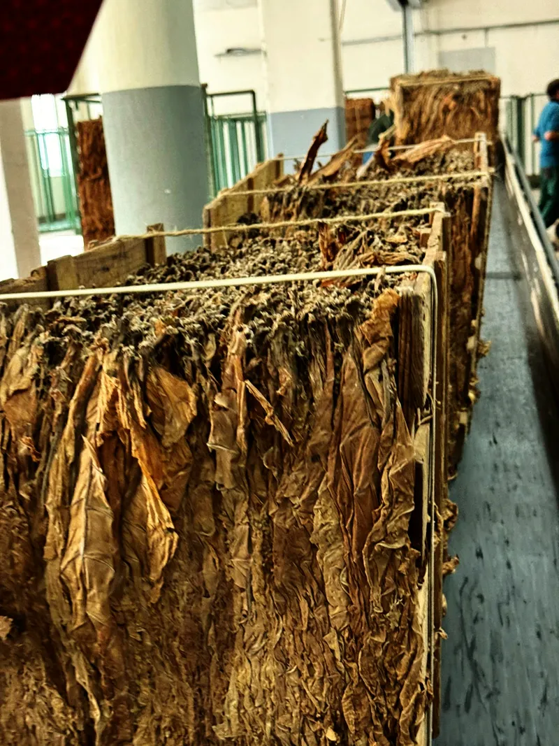 Fermentationskiste seitlich