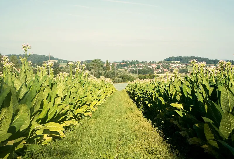 Feldweg zwischen tabakreihen