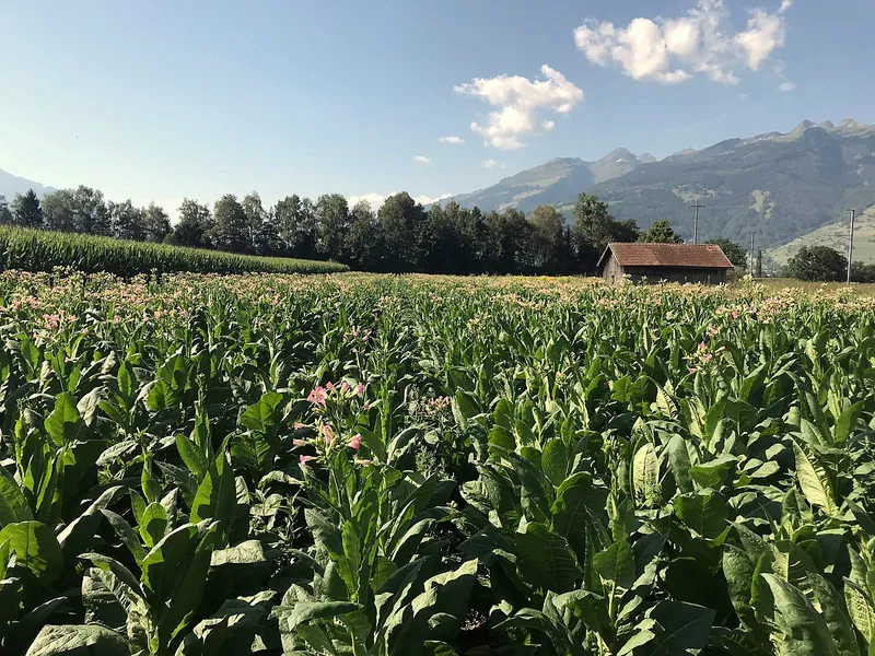 Blühfeld mit bergkulisse