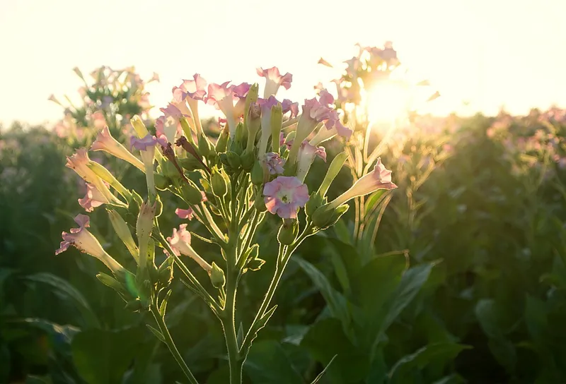 Blühte im abendlicht