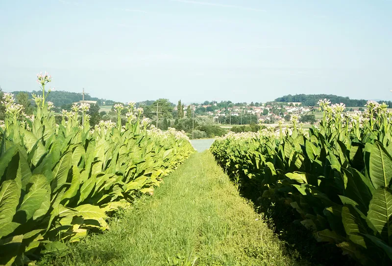 Feldweg im tabak