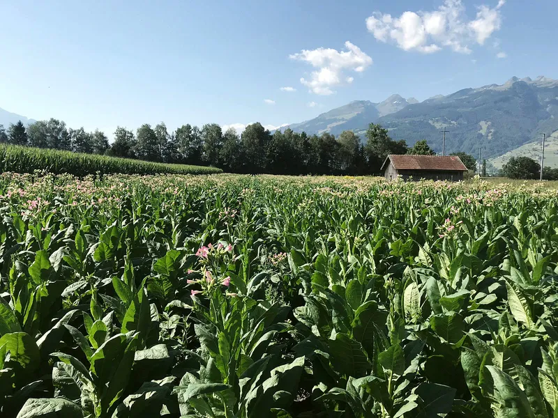Blühfeld mit hütte