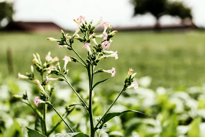 Tabakblüte detail