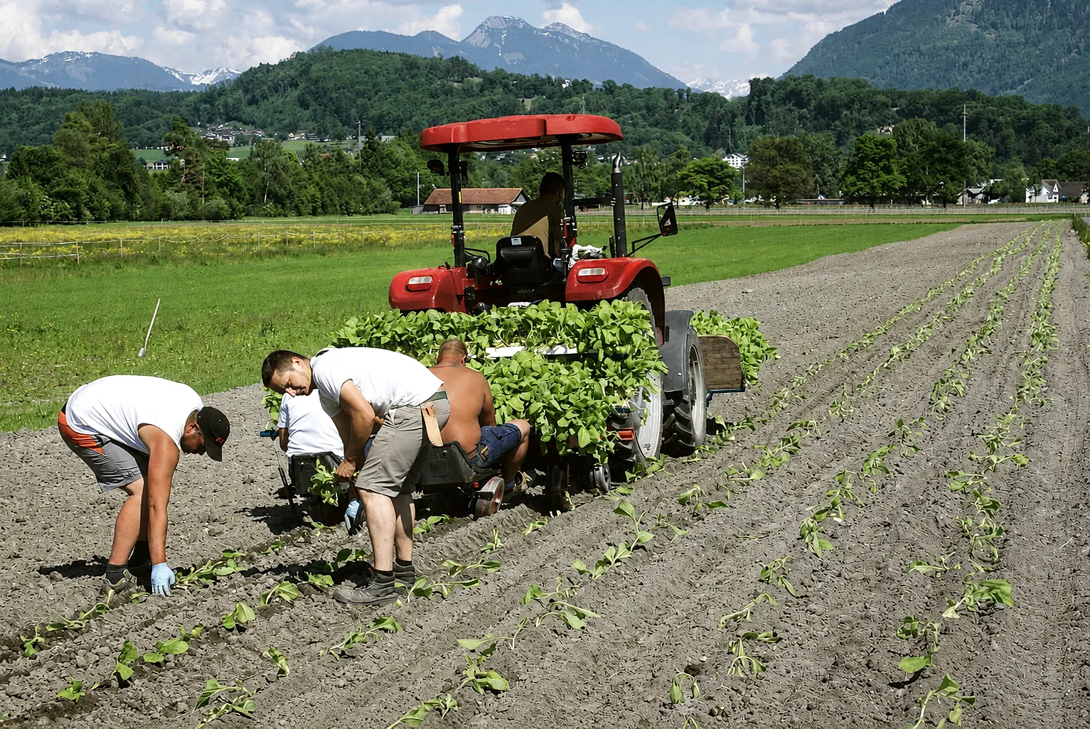Pflanzmaschine vor Bergkulisse - der Anfang im Feld