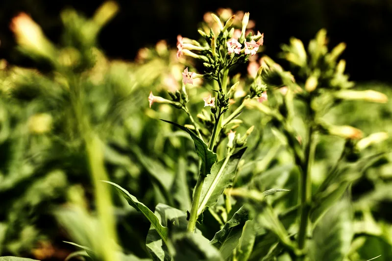 Tabakblüten im feld
