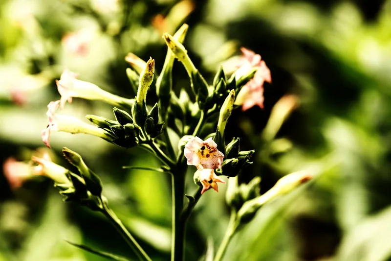 Tabakblüte zart