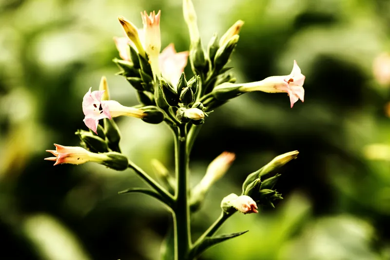 Tabakblüte fanfare