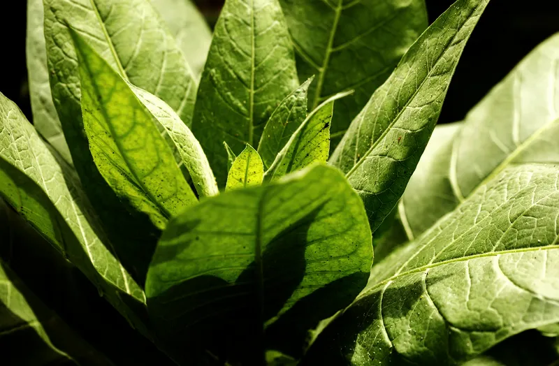 Tabakblatt licht schatten