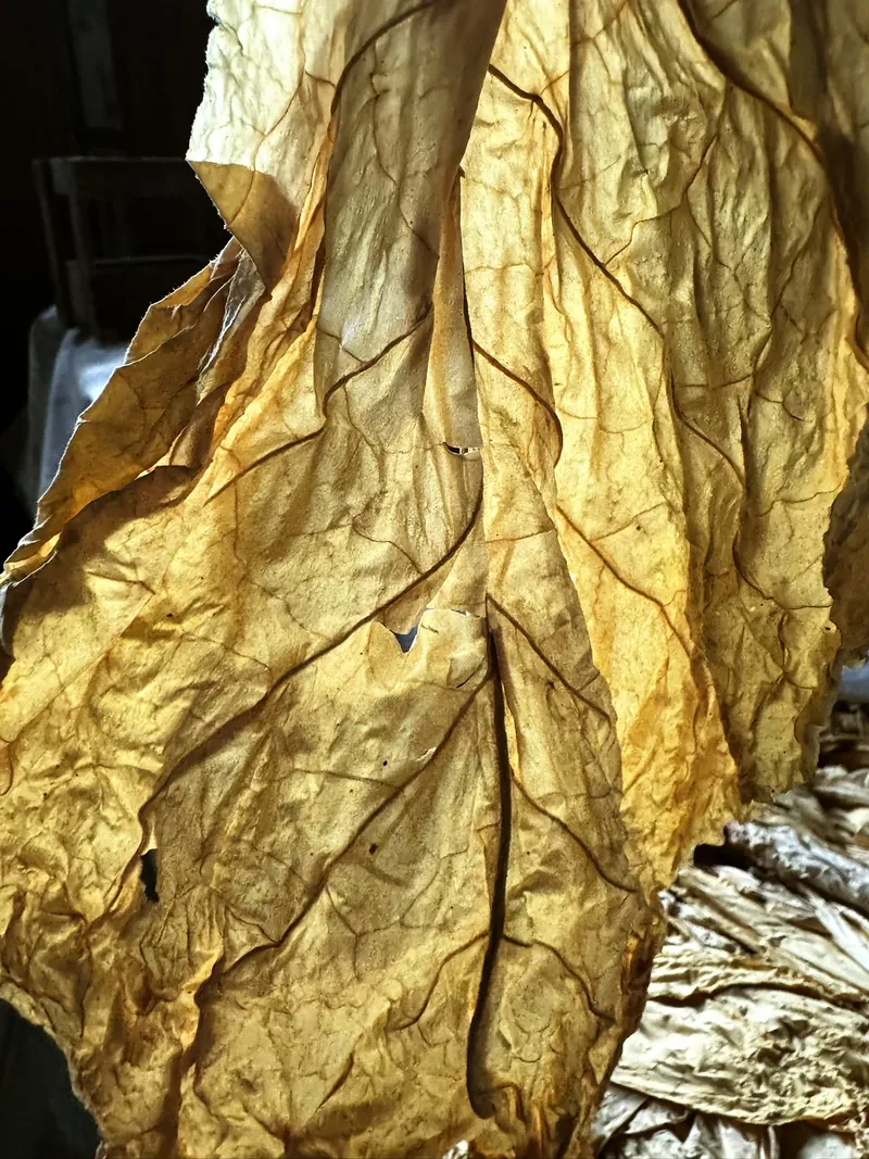 Goldenes blatt detail