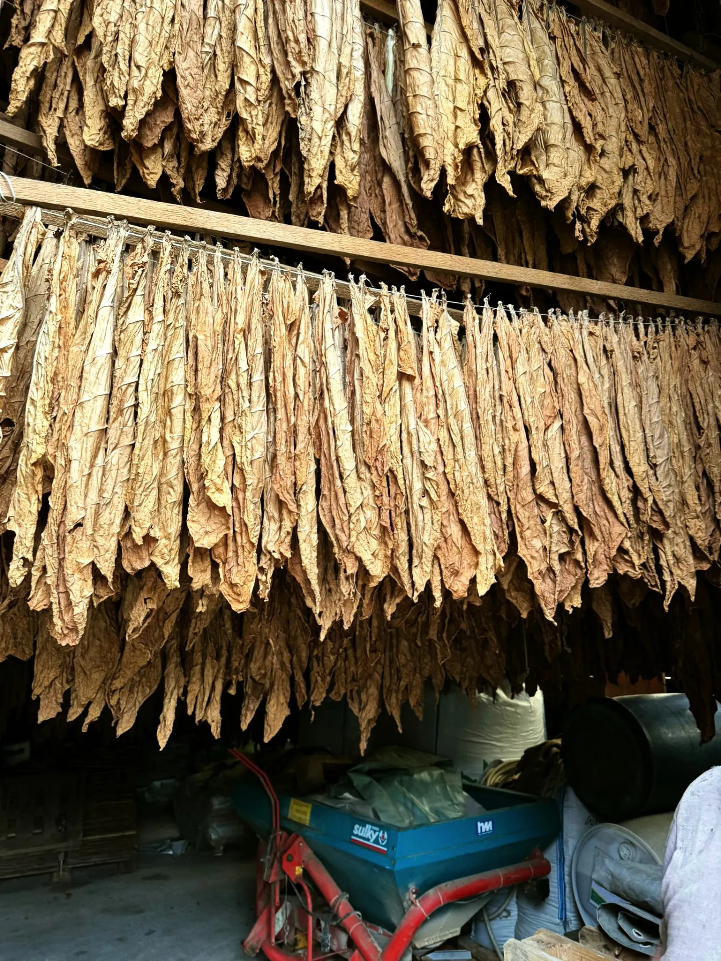 Goldene Virginia-Blätter nach dem Flue-Curing