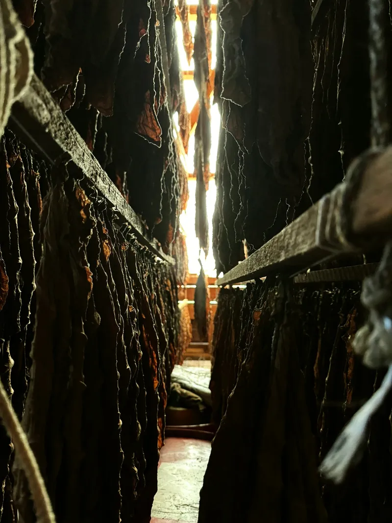 Fermentierungs korridor