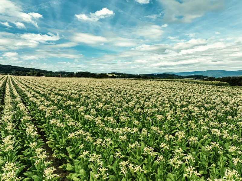 Tabakfeld panorama blüte