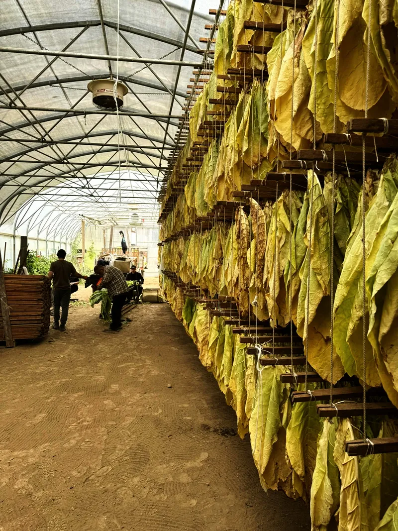 Trockengang im gewachshaus
