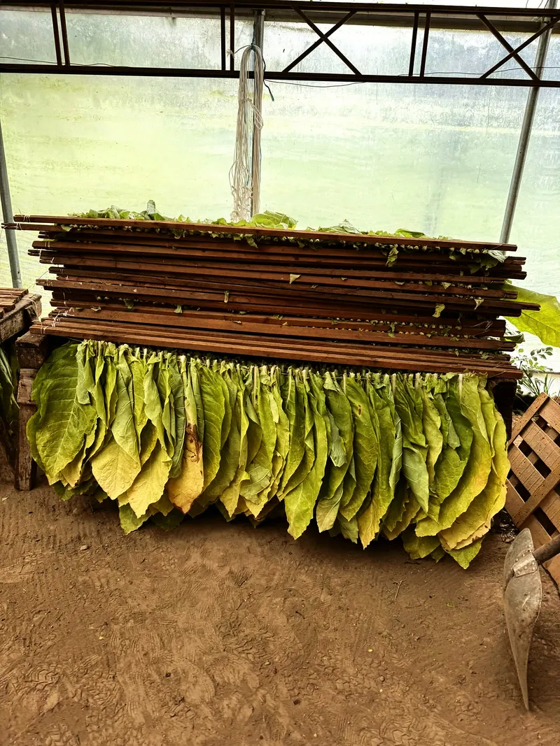 Grüner erntestapel