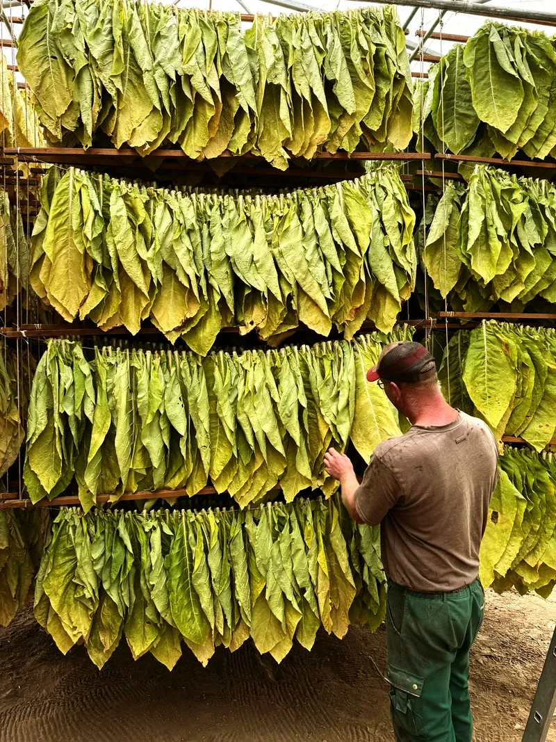 Baür prüft gelbgrüne wand