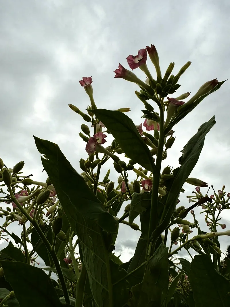 Tabakblüte rosa himmel