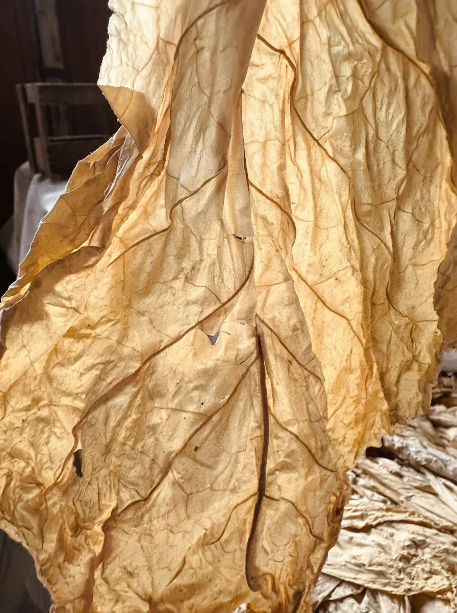 Goldgelbes, getrocknetes Tabakblatt mit feiner Aderung