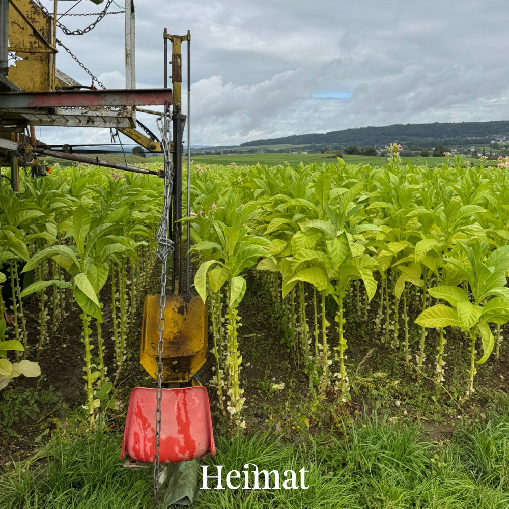 Heimat Original - Hell