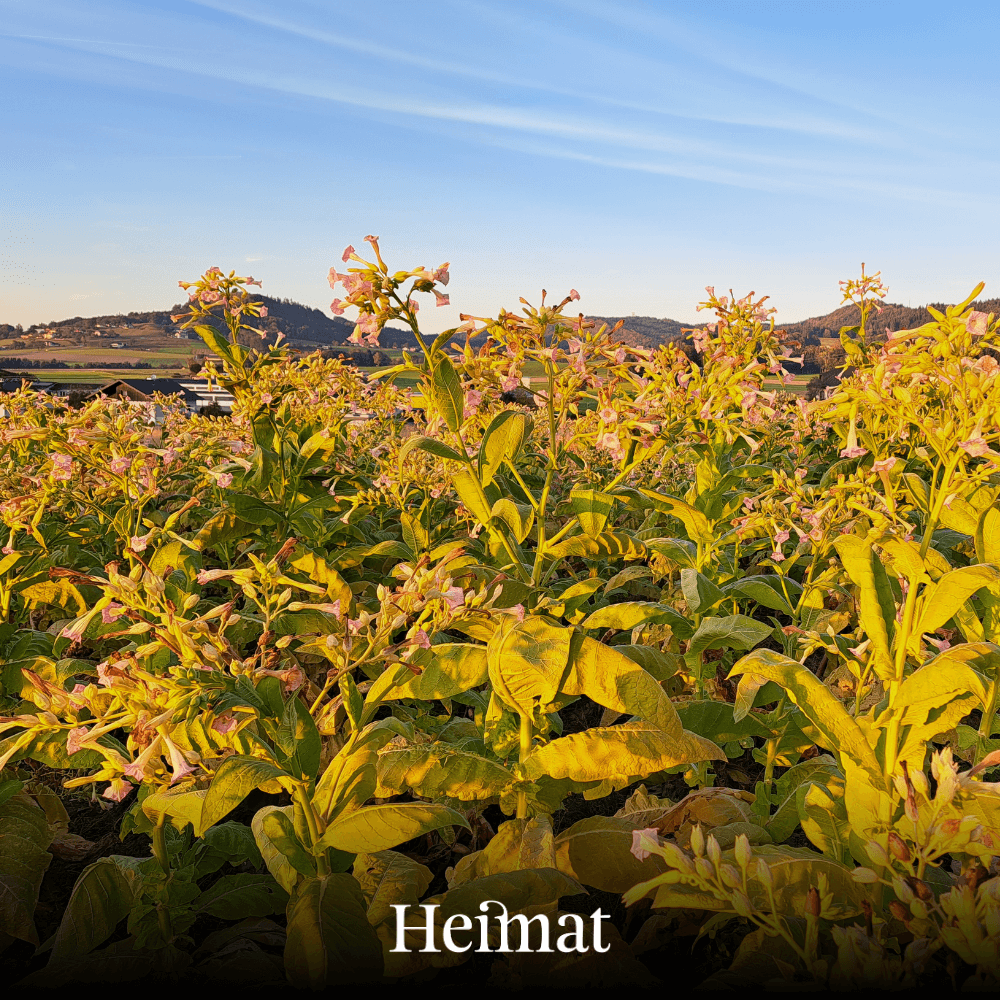 Heimat RYO Dunkel 30g