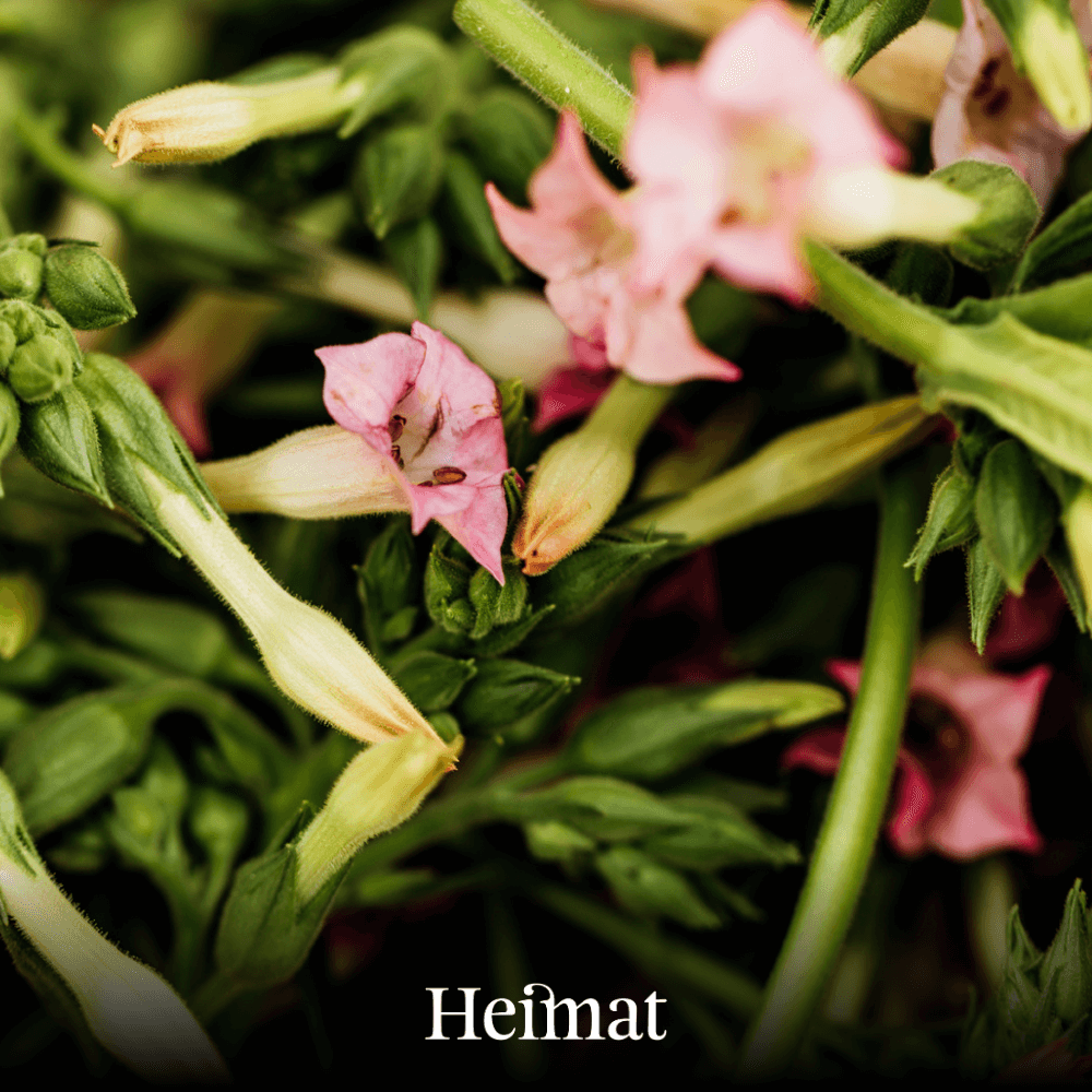 Heimat RYO Dunkel 80g