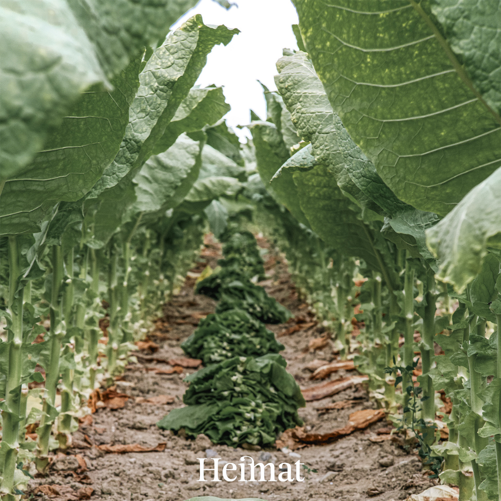 Heimat Original - Hell